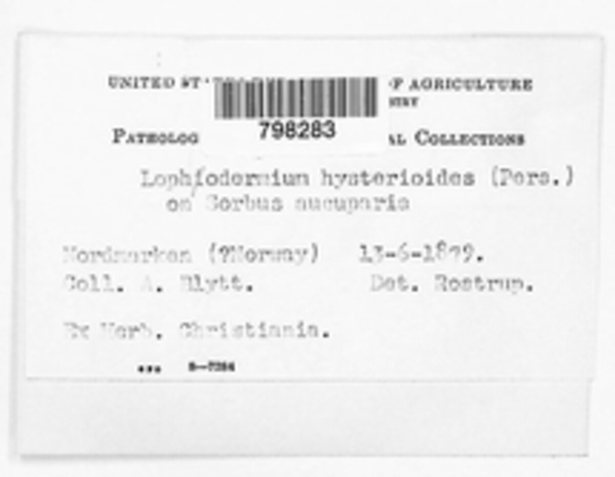 Lophodermium foliicola image